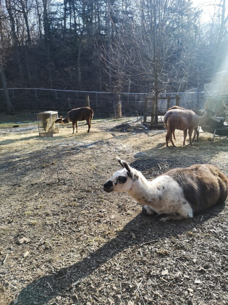 Toronto Ontario City Llama Farm CityFarm