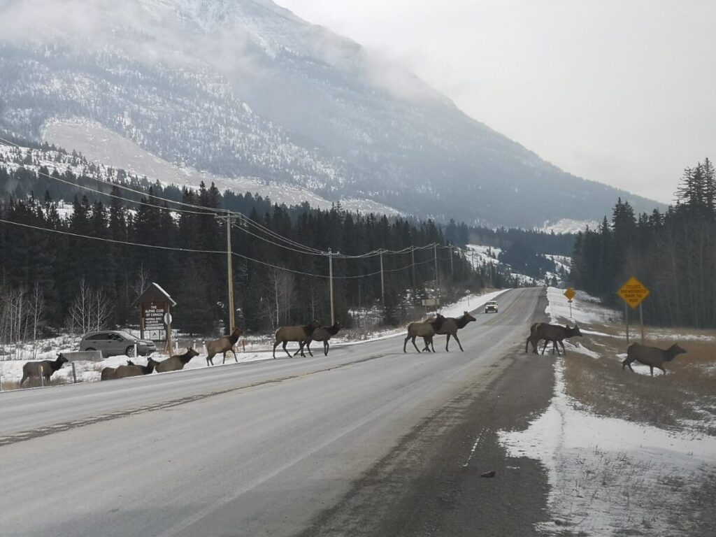 Canmore Alberta Wildlife Animals Deer Drive