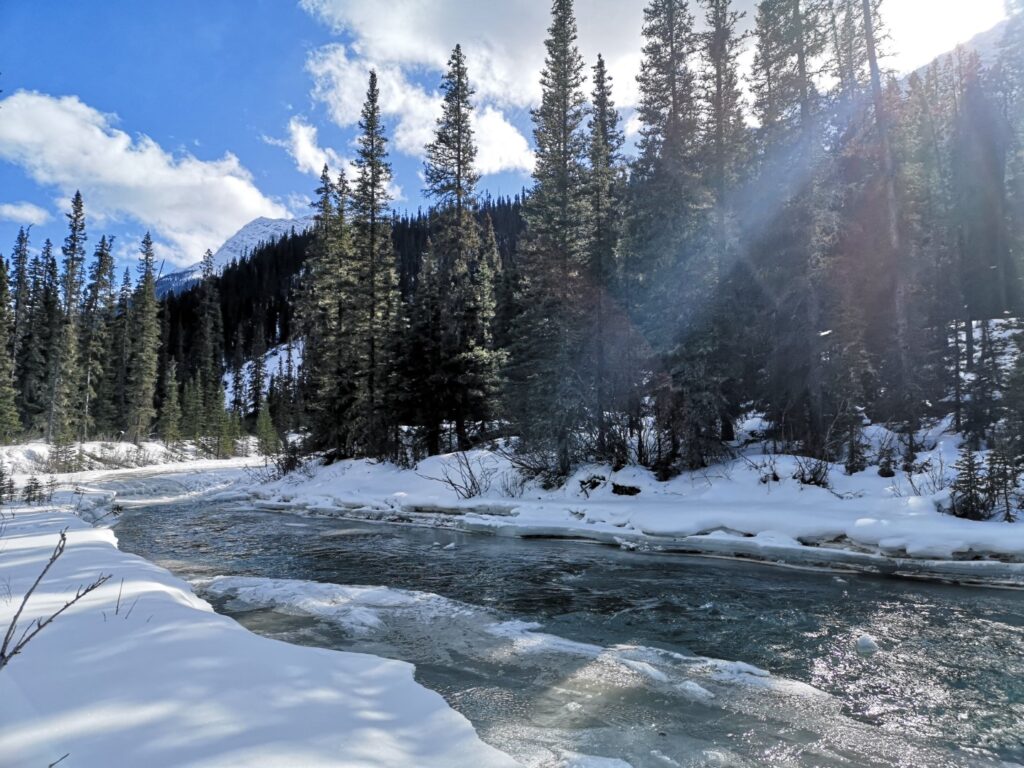 Goat Creek GoatCreek Cross-country XCountry X-country CrossCountry Ski CrossCountrySki Cross-CountrySki Skiing Canmore Alberta CrossCountrySkiing  Rockies TheRockies Forest Snow
River