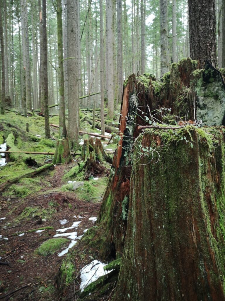 Lynn Canyon LynnCanyon Vancouver British Columbia BritishColumbia BC Hike Walking Hiking Tree Trees Forest