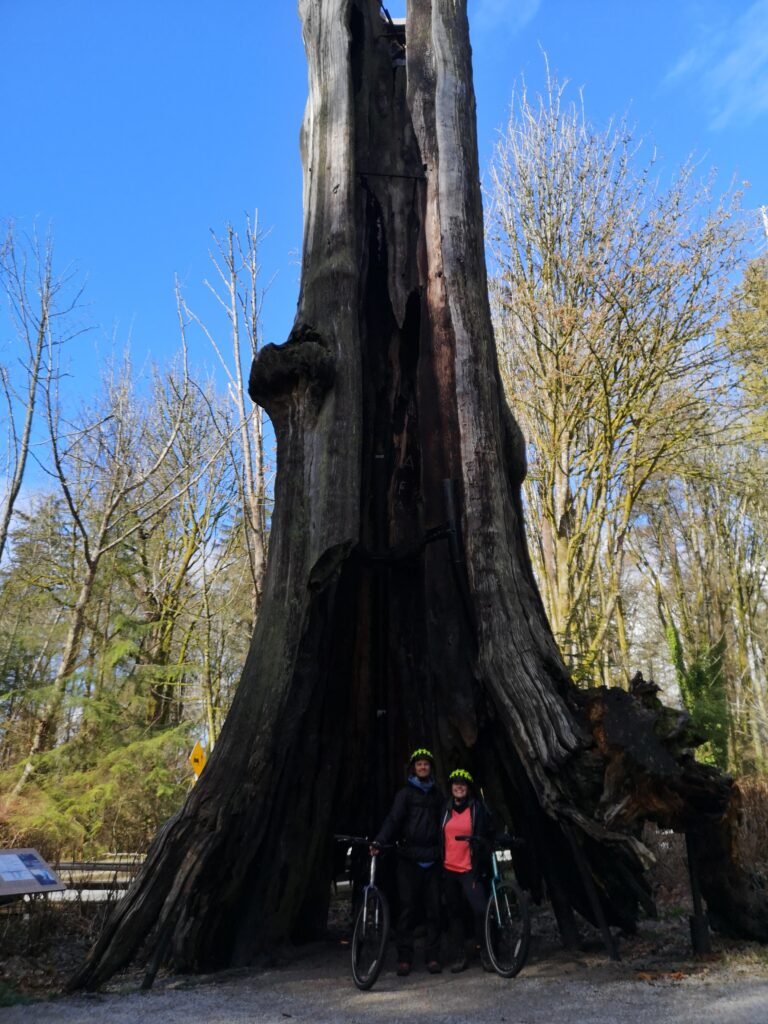 Vancouver BC BritishColumbia Bike Bikes Stanley Park StanleyPark Ceri Etienne Tree