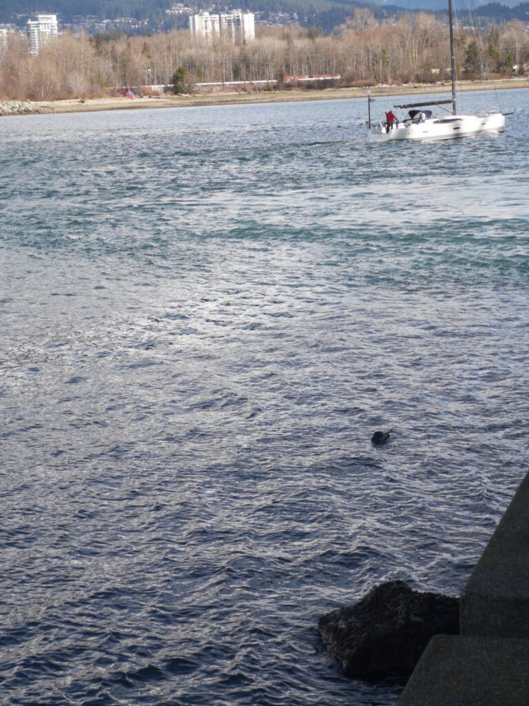 Vancouver BC BritishColumbia Seal 
 Sea Pacific Stanley Park StanleyPark 