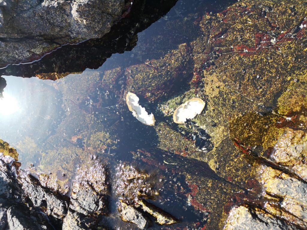 Vancouver BritishColumbia BC LighthousePark Crab Animal Wildlife