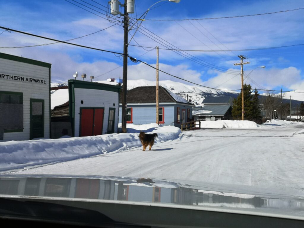 Yukon Carcross Shop Store Closed Deserted Dog Dogs Wildlife