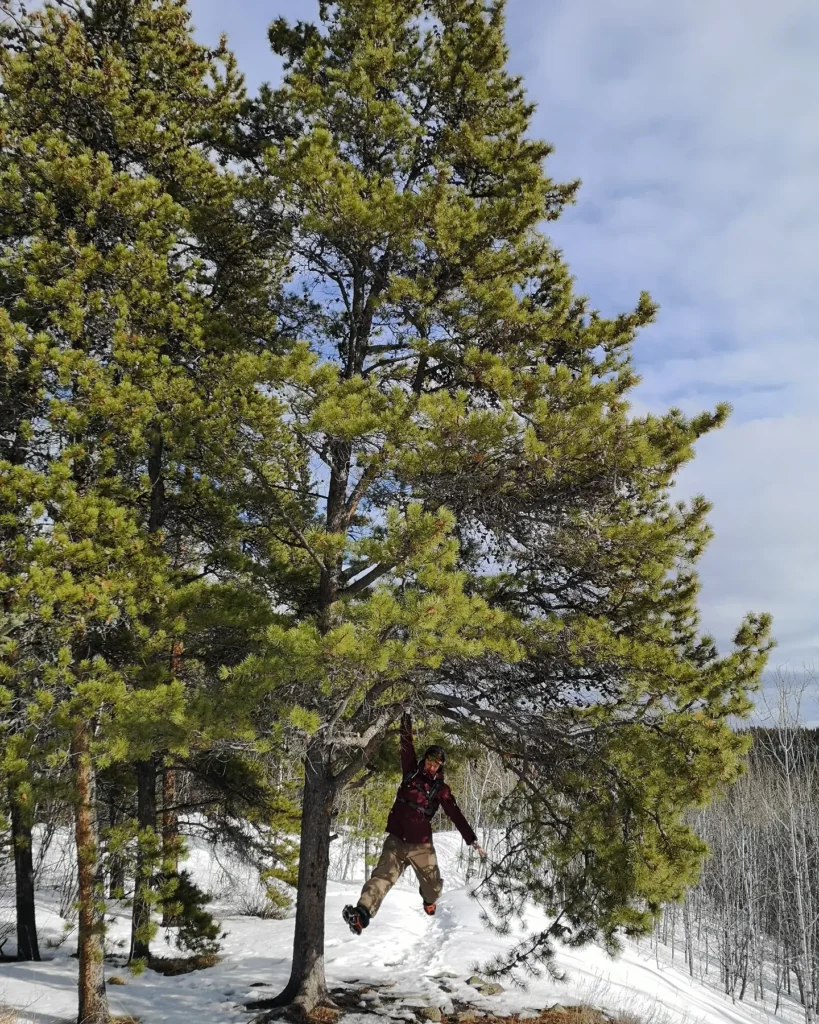 Whitehorse Yukon Miles Canyon MilesCanyon Hike Hiking Etienne Tree Climb Climbing