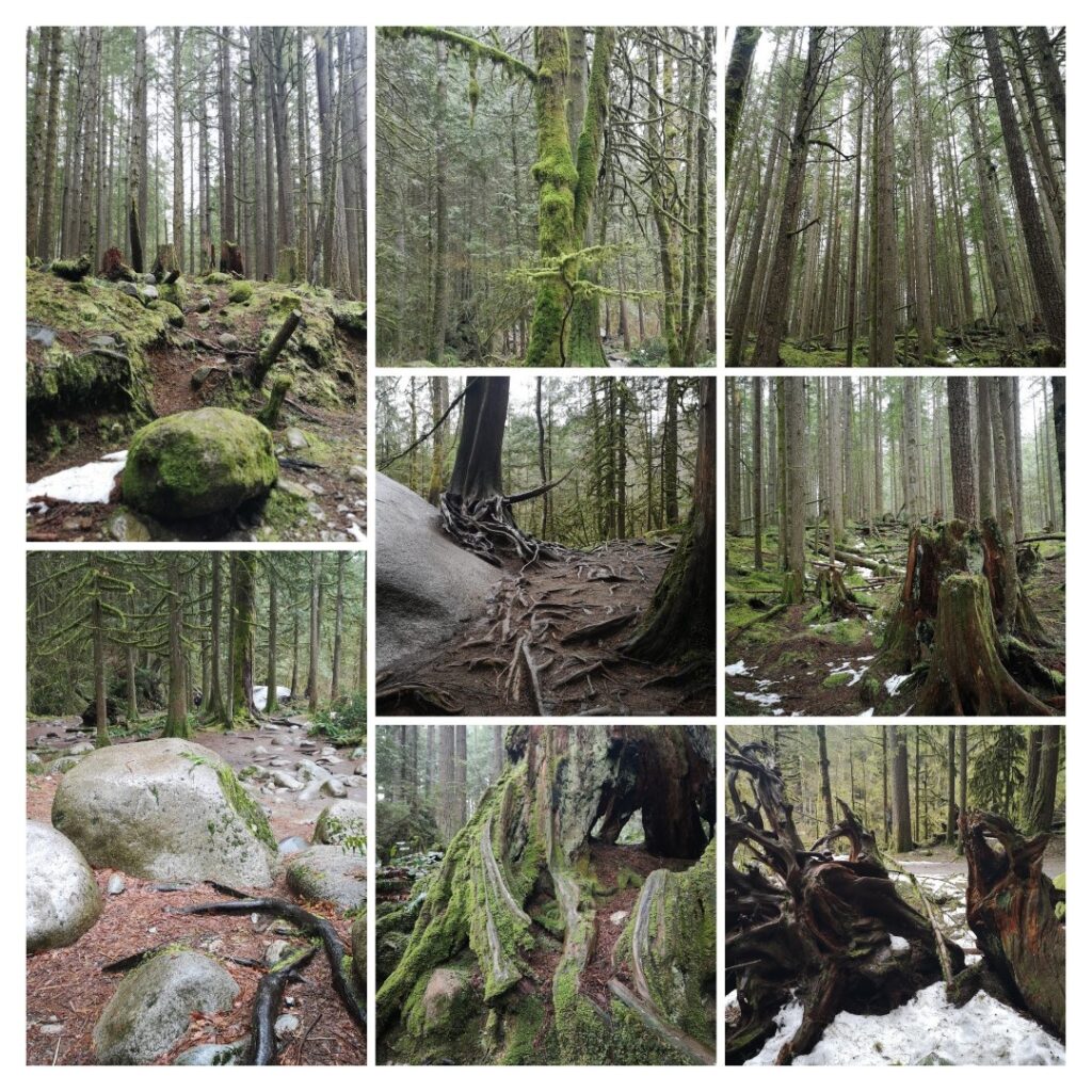 Lynn Canyon LynnCanyon Vancouver British Columbia BritishColumbia BC Hike Walking Hiking Tree Trees Forest Collage