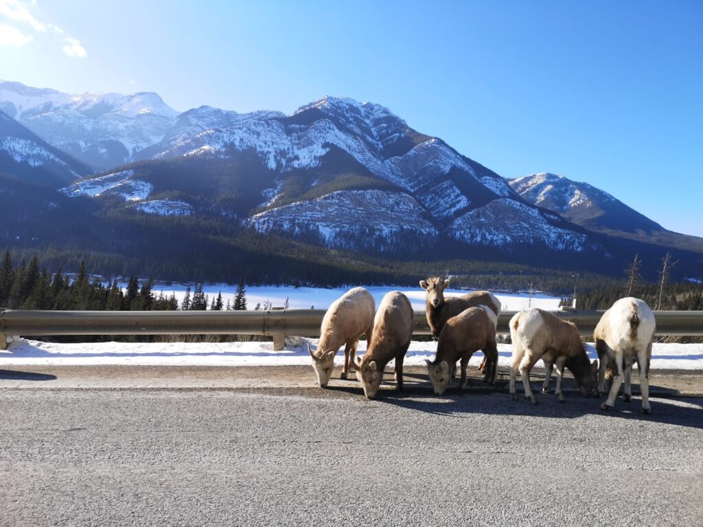 Canmore Alberta Wildlife Animals Deer Drive Goat Goats Sheep Nakiska