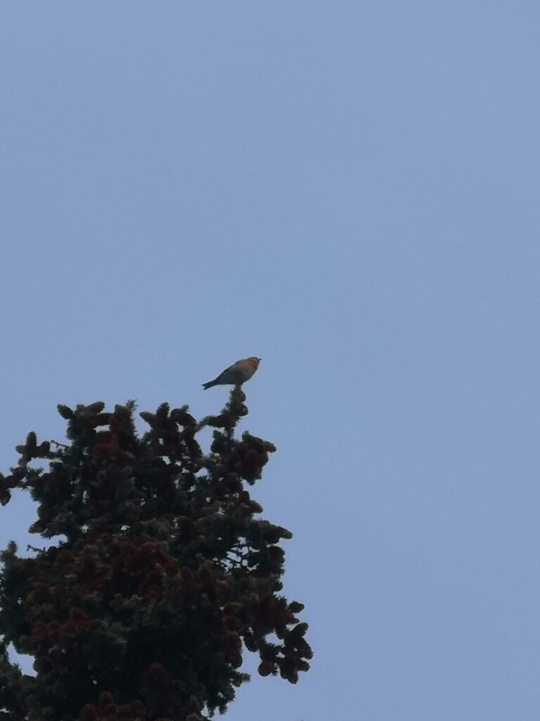 Whitehorse Yukon FishLake Bonneville Peak BonnevillePeak Hike Hiking  Bird Wildlife