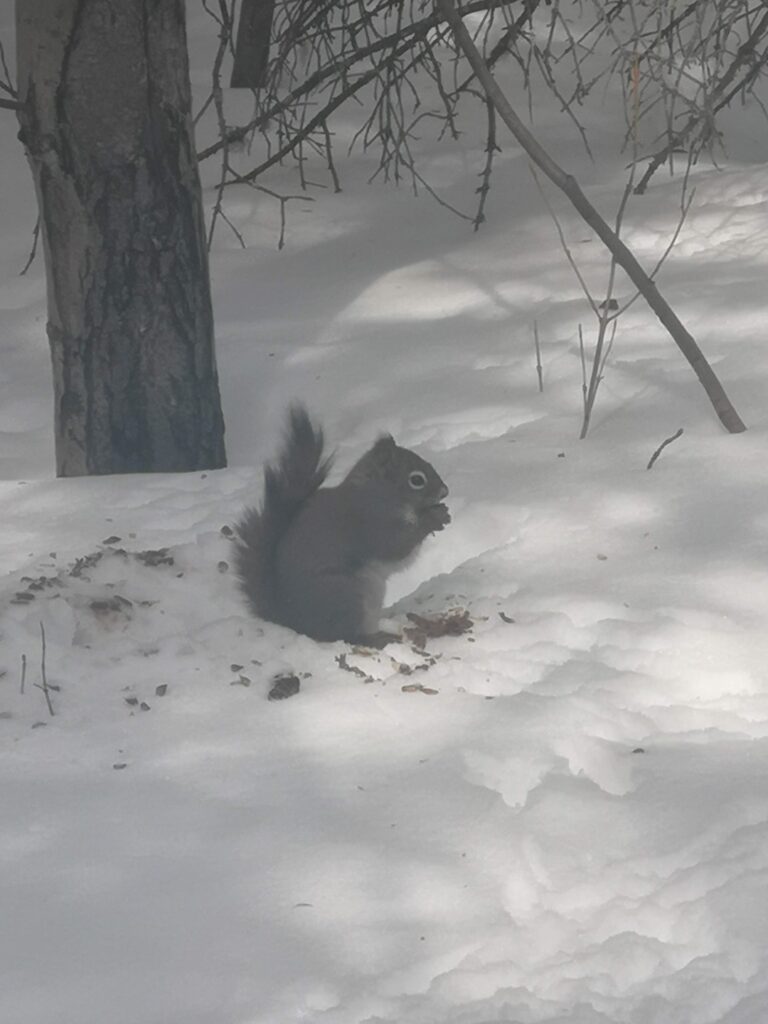 yukon whitehorse squirrel wildlife animal animals hike hiking